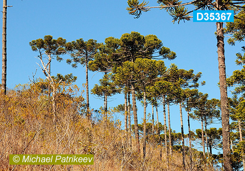 Candelabra Tree (Araucaria angustifolia)